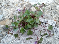 Cymbalaria muralis
