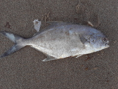 Trachinotus paitensis