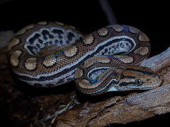 Campina Grande Rainbow Boa photo 4