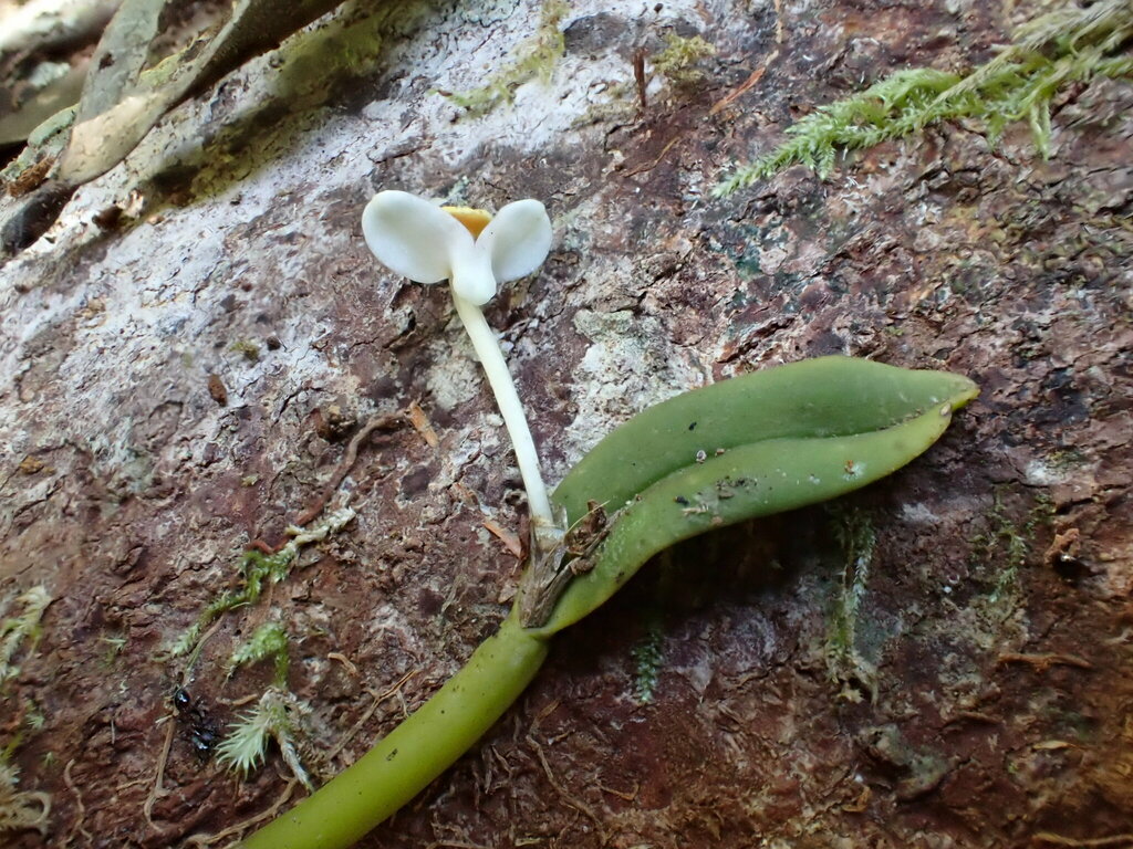 Dendrobium taylorii (F.Muell.) F.M.Bailey 4