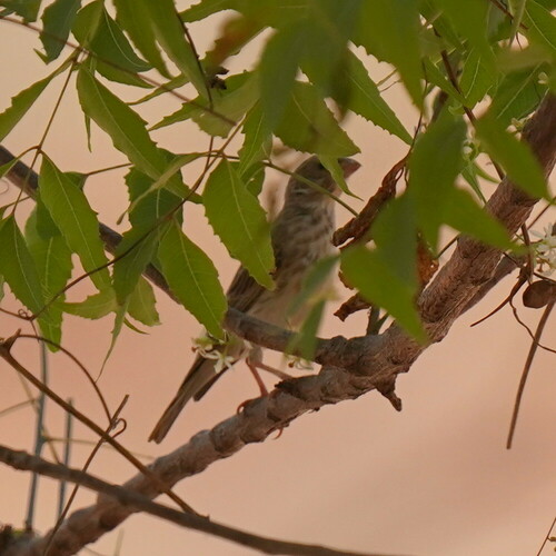 White-rumped Seedeater (Crithagra leucopygia), photo 2
