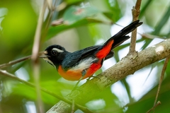 Rose-Bellied Chat photo 1