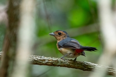 Rose-Bellied Chat photo 2