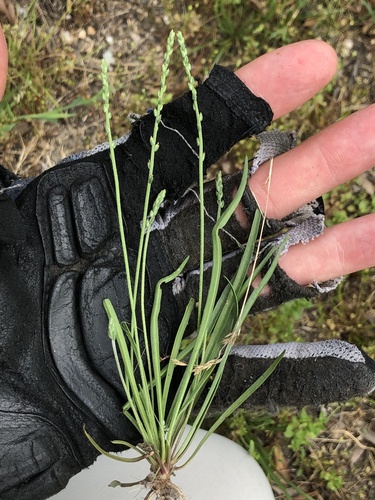 Plantago heterophylla iNat (2)