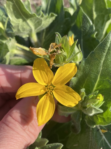 Lindheimera texana