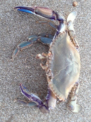 Callinectes bellicosus