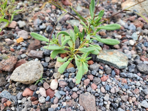 Cistanthe weberbaueri (Cistanthe weberbaueri)