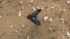 Cyananthrax cyanopterus