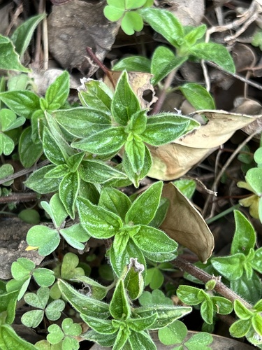 Pouzolzia zeylanica iNat (1)