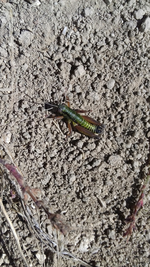 Pseudoprumna