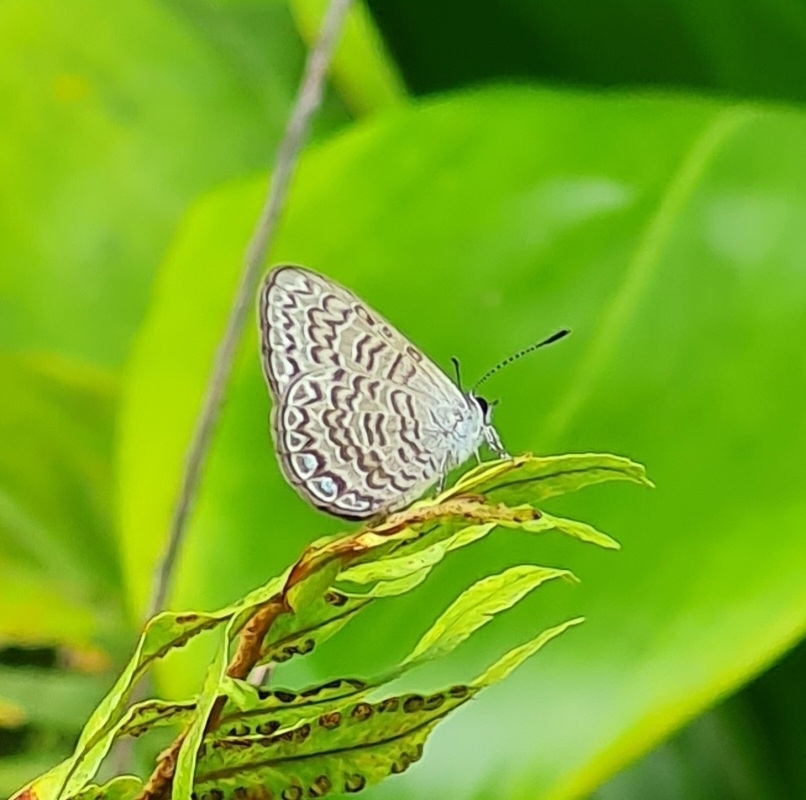 Niue Blue