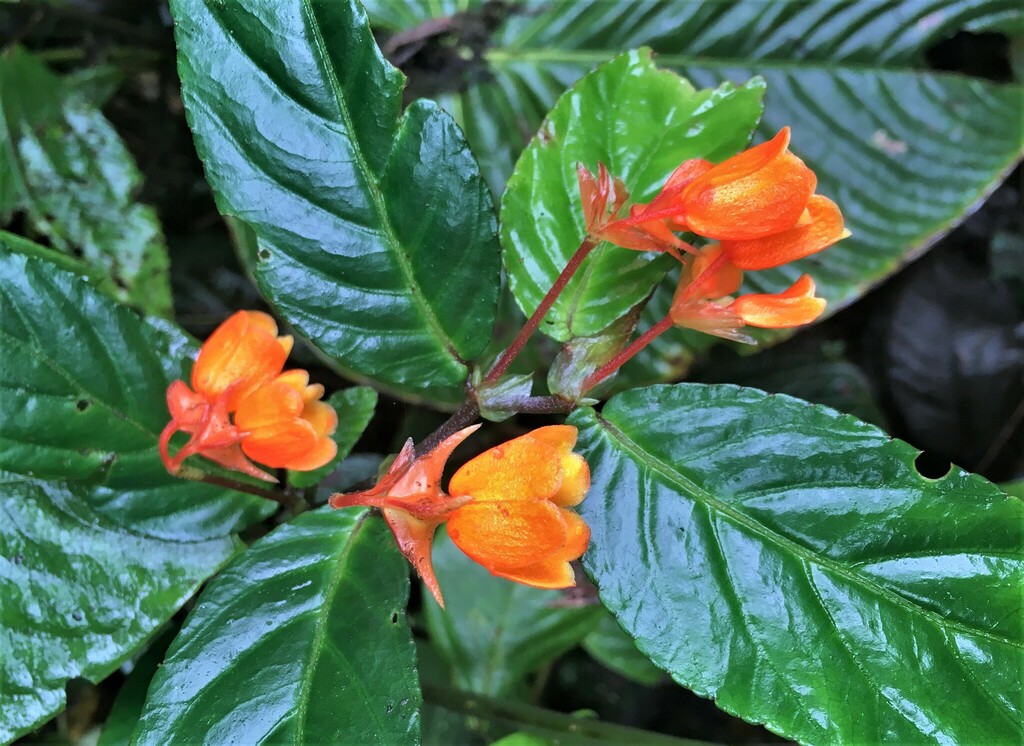 Begonia silverstonei