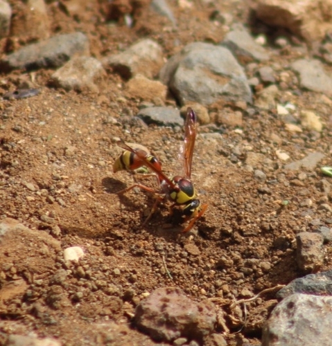 Okinawa Mud Wasp photo 4