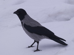 Corvus cornix