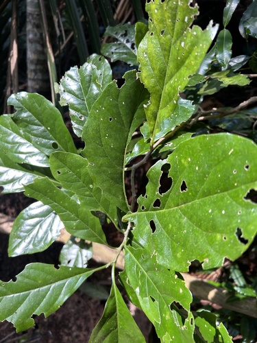 Pennantia endlicheri observed 2023-03-11