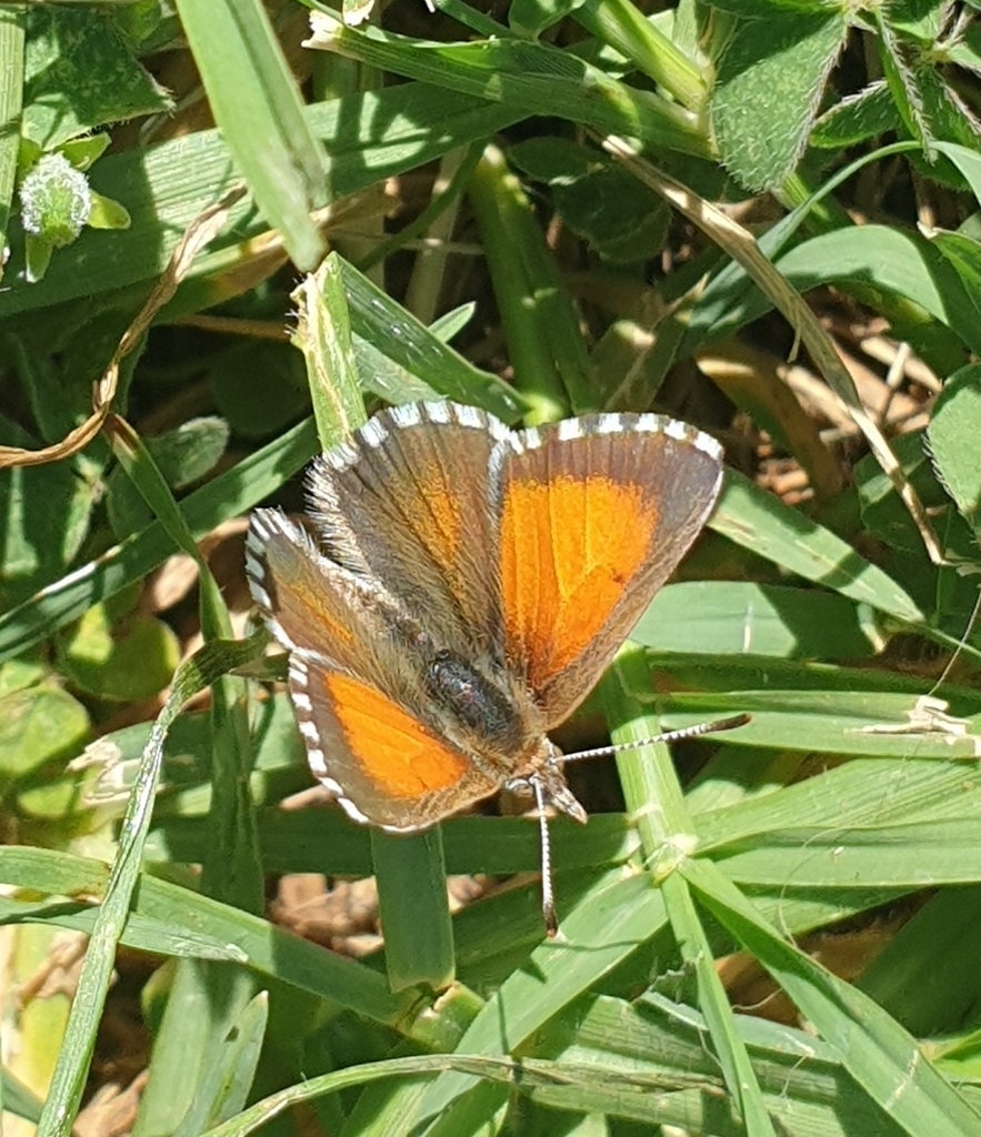 Checkered Copper