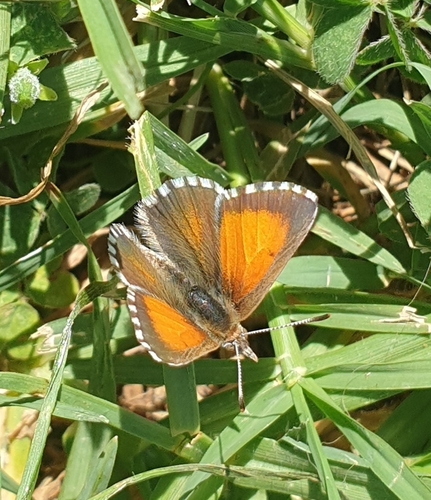 Checkered Copper