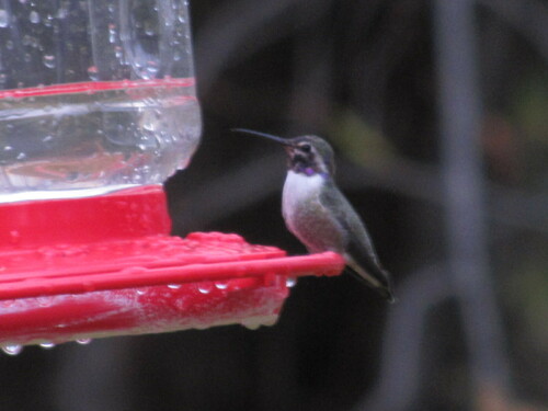 Costa's Hummingbird photographed in Michigan