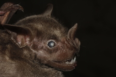 Artibeus jamaicensis yucatanicus