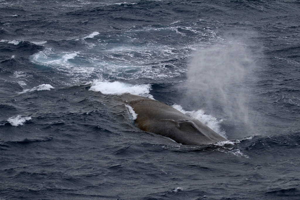 Blue whale spouting in rough water