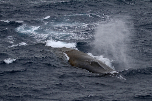 mom and calf pair. submitted to happywhale
