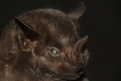 Artibeus jamaicensis yucatanicus