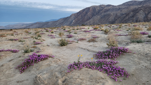 Desert sand verbena (Abronia villosa)