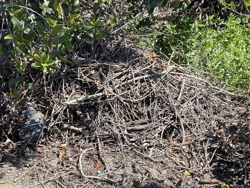 iNaturalist observation photo of Woodrats