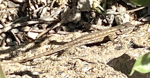 iNaturalist observation photo of Western Fence Lizard