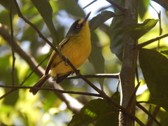 Todirostrum poliocephalum