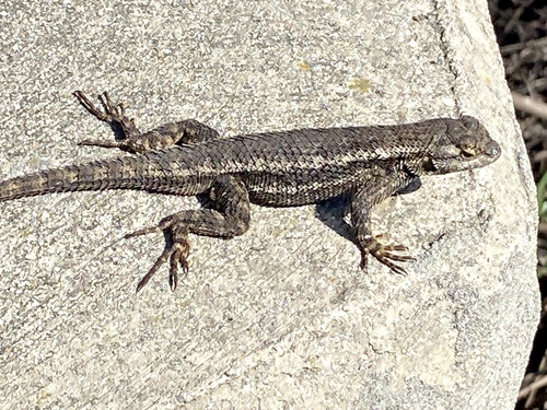 iNaturalist observation photo of Western Fence Lizard