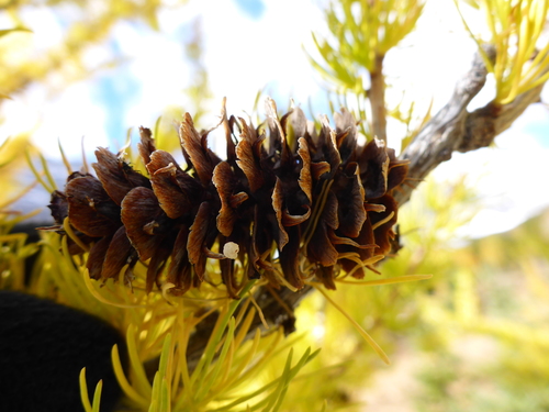 subalpine larch