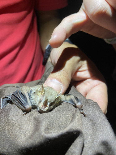 Northern Little Yellow-eared Bat