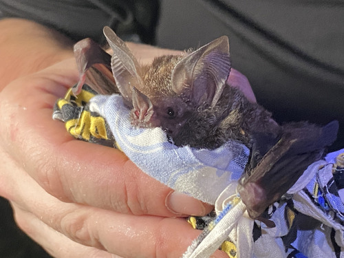 Fringe-lipped Bat