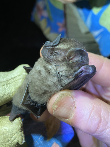 Toltec Fruit-eating Bat (Dermanura tolteca)