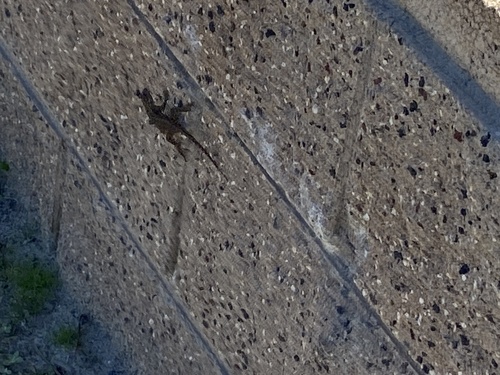 iNaturalist observation photo of Western Fence Lizard
