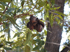 Juglans