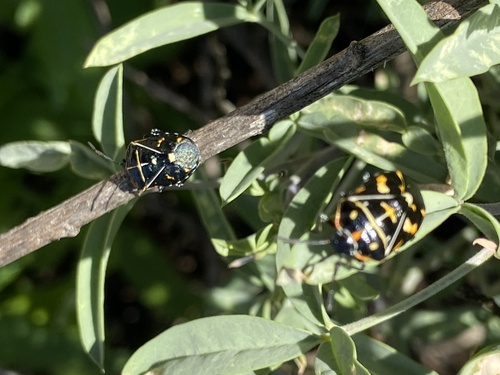iNaturalist observation photo of Harlequin Bug