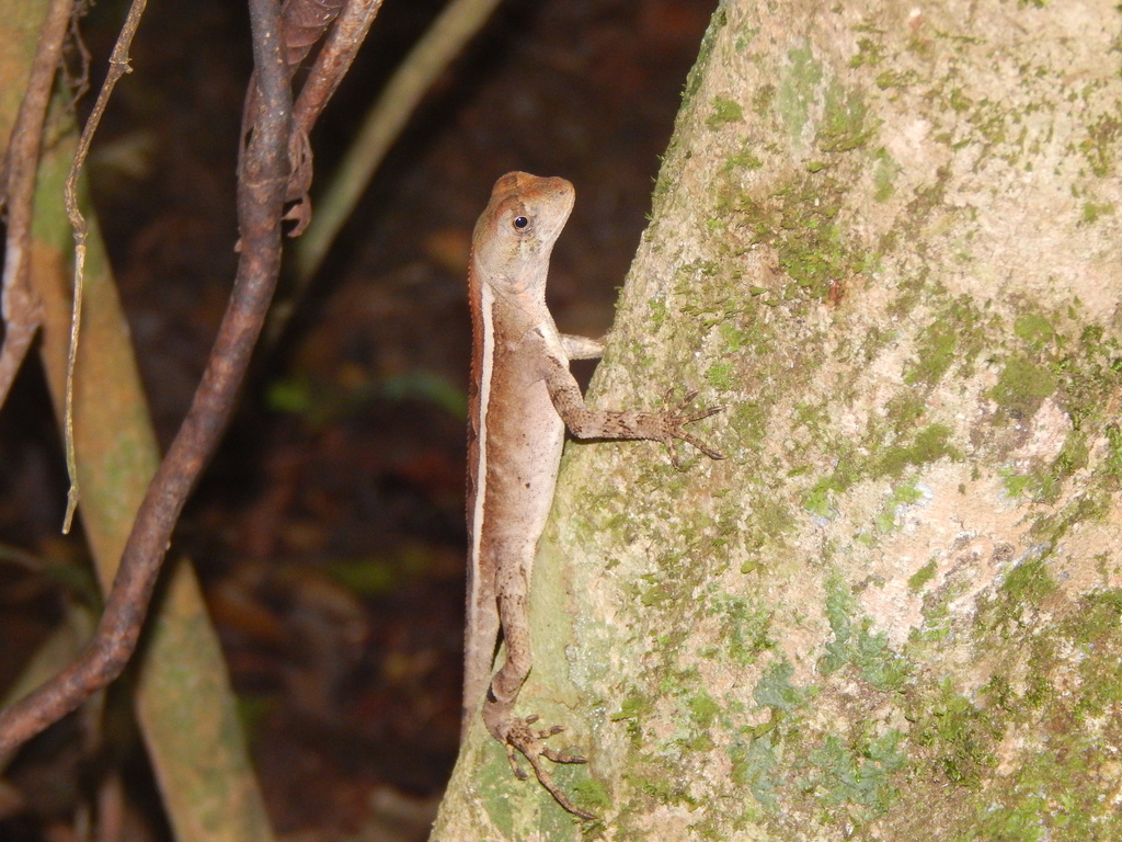 Two-Lined Fathead Anole