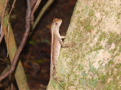 Two-Lined Fathead Anole photo 1