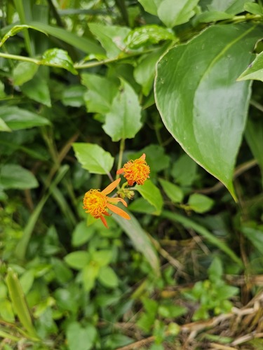 Pseudogynoxys chenopodioides observed 2023-03-03