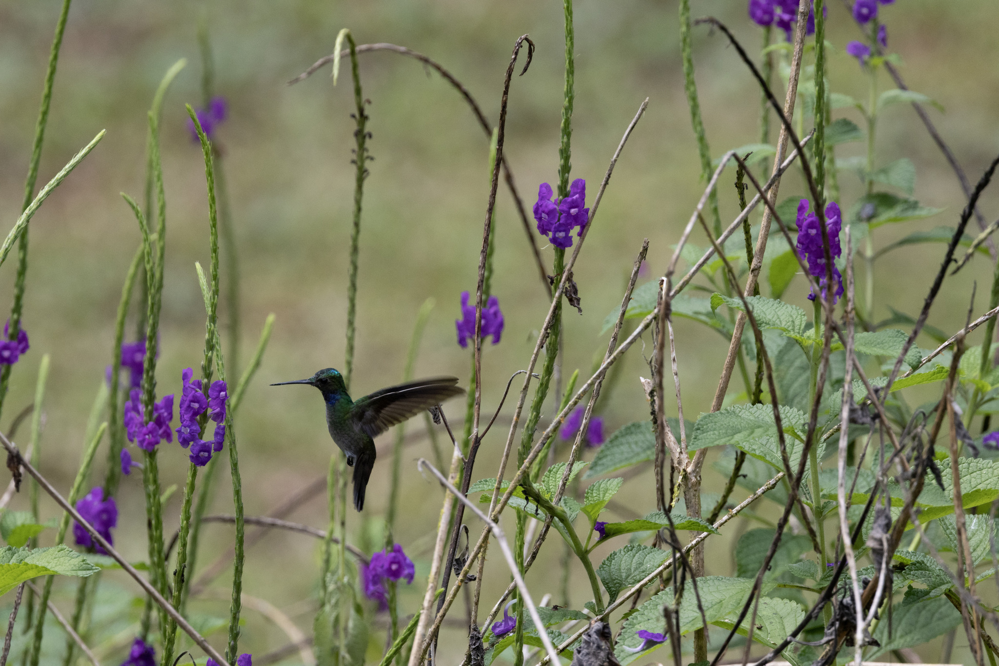 Charming Hummingbird illustration