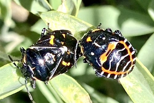 iNaturalist observation photo of Harlequin Bug