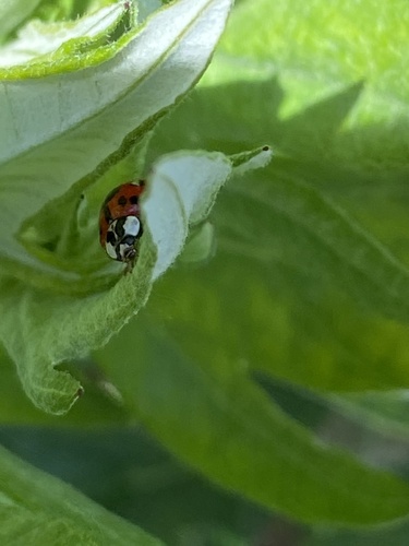 iNaturalist observation photo of Asian Lady Beetle