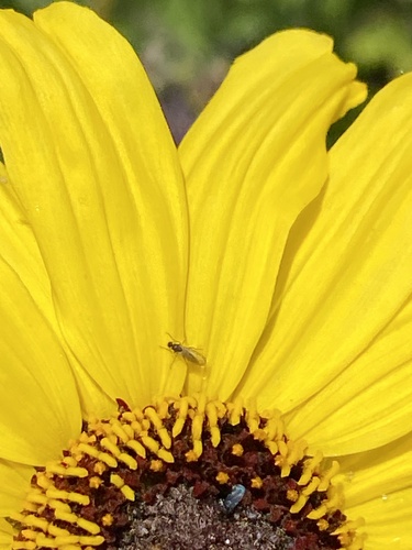 iNaturalist observation photo of Fungus Gnats and Gall Midges