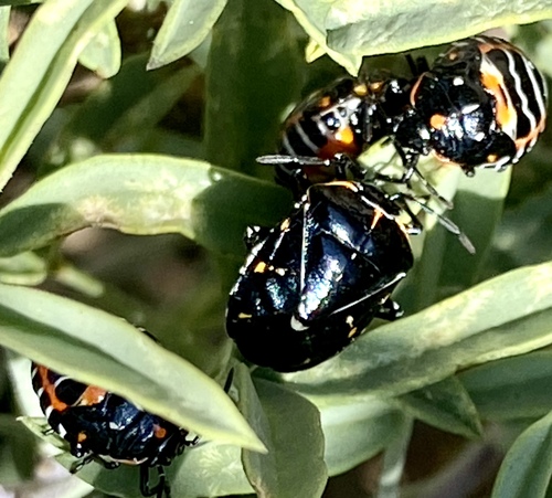 iNaturalist observation photo of Harlequin Bug