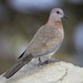 Laughing Dove - Photo (c) Lip Kee Yap, some rights reserved (CC BY-SA)