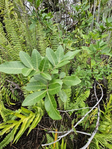 Schinus terebinthifolia observed 2023-03-03