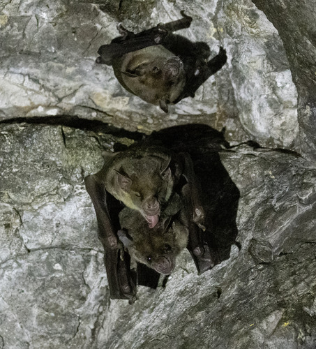 Pale Spear-nosed Bat