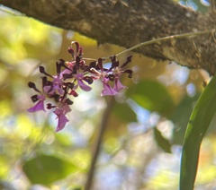 Encyclia cordigera image